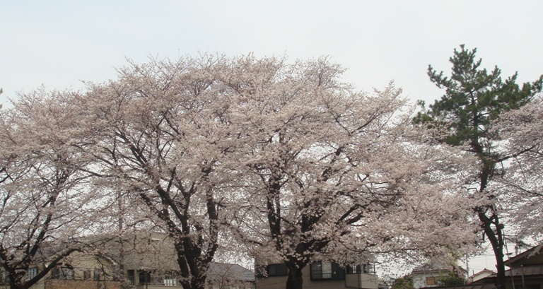 桜01