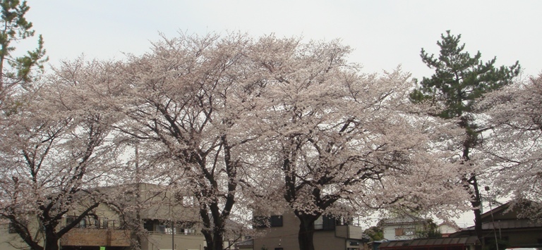 桜04