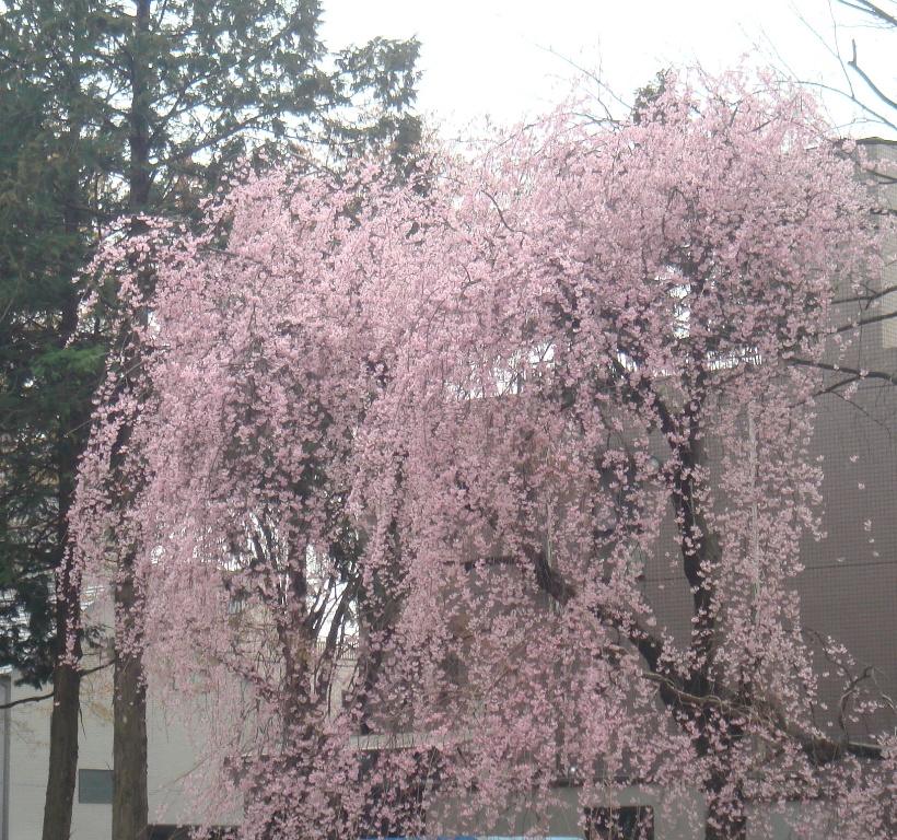 桜07