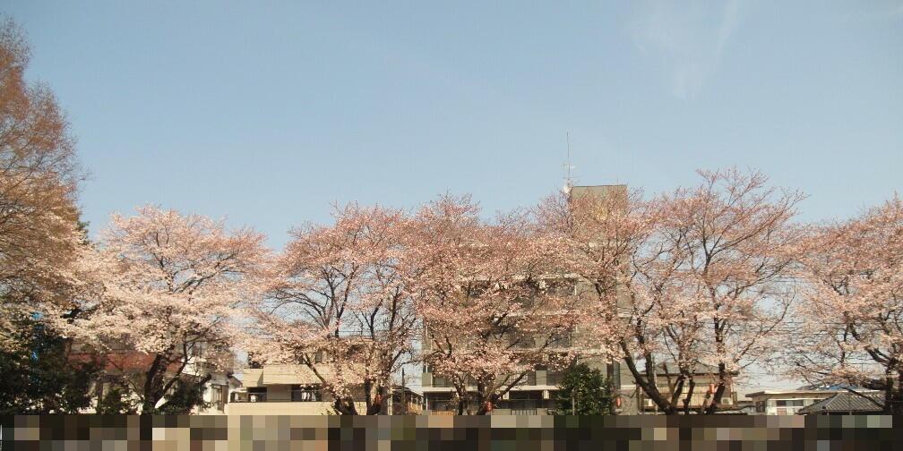 桜01