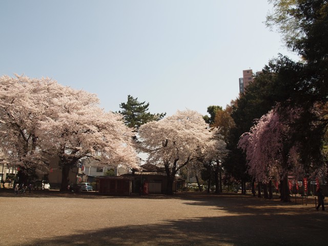 桜04