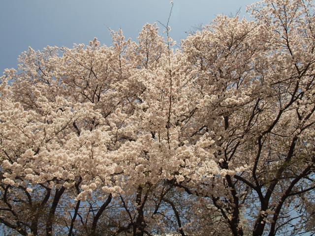 桜063